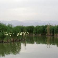 ֻ