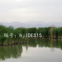 ֻ